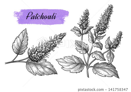Patchouli plant. Isolated ink sketches Patchouli plant. Isolated ink sketches 141758347