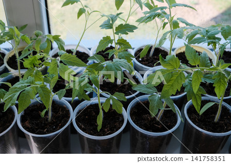 Green tomato seedlings growing in plastic cups on windows. Home gardening Green tomato seedlings growing in plastic cups on windows. Home gardening 141758351