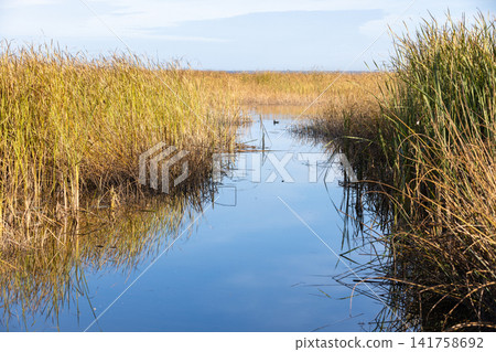 Golden marsh reeds frame a narrow calm water channel with a duck Golden marsh reeds frame a narrow calm water channel with a duck 141758692