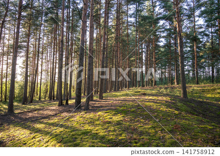 Walking narrow path through summer forest with rows of pines, footpath in woodland with green moss Walking narrow path through summer forest with rows of pines, footpath in woodland with green moss 141758912