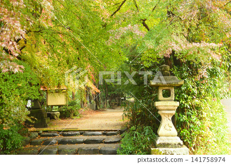 在奈良縣櫻井市的安梨座冰水神社,秋葉剛開始變色,覆蓋了通往神社的道路。 在奈良縣櫻井市的安梨座冰水神社,秋葉剛開始變色,覆蓋了通往神社的道路。 141758974