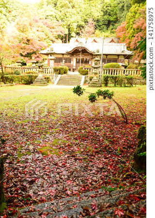 奈良縣櫻井市的安梨座冰水神社：古老的神社庭院裡鋪滿了落下的楓葉，清晨的雨水卻絲毫沒有影響到它們。 141758975