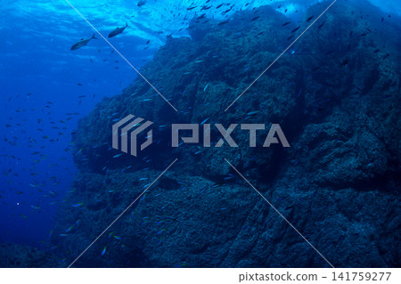 洛基海,小笠原群島,東京 洛基海,小笠原群島,東京 141759277