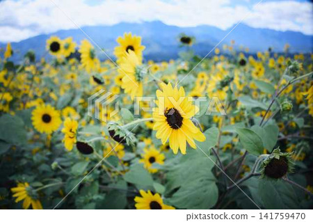 A sunflower field stretches out against a backdrop of blue skies and mountains, with sunflowers in full bloom. A sunflower field stretches out against a backdrop of blue skies and mountains, with sunflowers in full bloom. 141759470