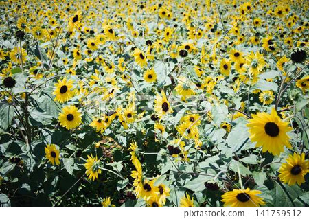 A sunflower field stretches out against a backdrop of blue skies and mountains, with sunflowers in full bloom. A sunflower field stretches out against a backdrop of blue skies and mountains, with sunflowers in full bloom. 141759512