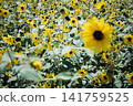 A sunflower field stretches out against a backdrop of blue skies and mountains, with sunflowers in full bloom. 141759525