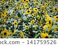 A sunflower field stretches out against a backdrop of blue skies and mountains, with sunflowers in full bloom. 141759526