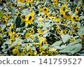 A sunflower field stretches out against a backdrop of blue skies and mountains, with sunflowers in full bloom. 141759527