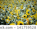 A sunflower field stretches out against a backdrop of blue skies and mountains, with sunflowers in full bloom. 141759528