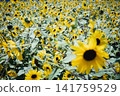 A sunflower field stretches out against a backdrop of blue skies and mountains, with sunflowers in full bloom. 141759529