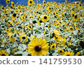 A sunflower field stretches out against a backdrop of blue skies and mountains, with sunflowers in full bloom. 141759530