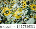 A sunflower field stretches out against a backdrop of blue skies and mountains, with sunflowers in full bloom. 141759531