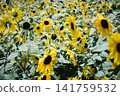 A sunflower field stretches out against a backdrop of blue skies and mountains, with sunflowers in full bloom. 141759532