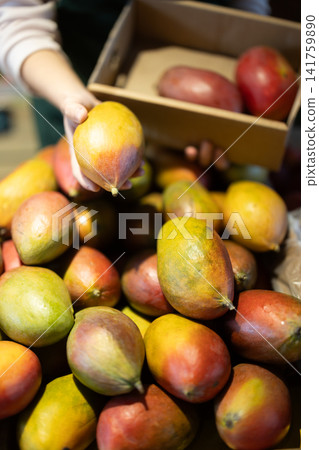 Close-up of seller hands put ripe mango on grocery supermarket display Close-up of seller hands put ripe mango on grocery supermarket display 141759890