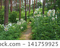 "Showa Manyo Forest" wild lily colony (Ohira Village, Miyagi Prefecture) 141759925