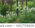 "Showa Manyo Forest" wild lily colony (Ohira Village, Miyagi Prefecture) 141759926