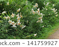 "Showa Manyo Forest" wild lily colony (Ohira Village, Miyagi Prefecture) 141759927