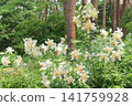 "Showa Manyo Forest" wild lily colony (Ohira Village, Miyagi Prefecture) 141759928