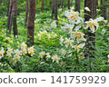 "Showa Manyo Forest" wild lily colony (Ohira Village, Miyagi Prefecture) 141759929
