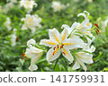 "Showa Manyo Forest" wild lily colony (Ohira Village, Miyagi Prefecture) 141759931