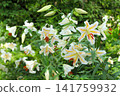 Wild lily colony at "Showa Manyo no Mori" (Ohira Village, Miyagi Prefecture) 141759932