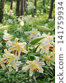 Showa Manyo Forest, Manyo Forest, mountain lily, wild, cluster, best time to see, in full bloom, flowering, lily, flower, plant, nature 141759934