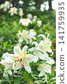 "Showa Manyo Forest" wild lily colony (Ohira Village, Miyagi Prefecture) 141759935