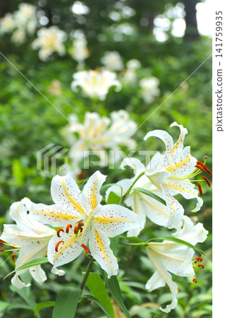 "Showa Manyo Forest" wild lily colony (Ohira Village, Miyagi Prefecture) "Showa Manyo Forest" wild lily colony (Ohira Village, Miyagi Prefecture) 141759935