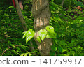 A beautiful forest landscape with vibrant green leaves. 141759937