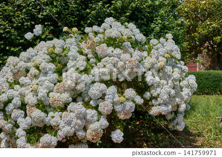 Abundant Annabelle white hydrangea flowers standing out in the garden Abundant Annabelle white hydrangea flowers standing out in the garden 141759971