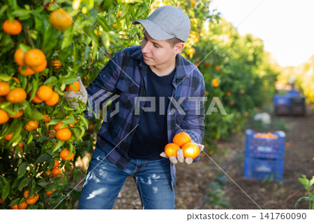 Portrait of man farmer during harvesting of tangerines at farm plantation Portrait of man farmer during harvesting of tangerines at farm plantation 141760090