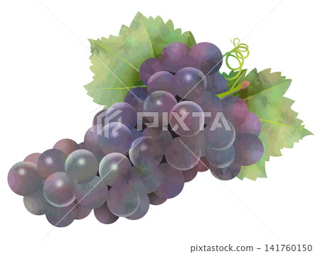 Watercolor-style vector with black grape leaves Watercolor-style vector with black grape leaves 141760150