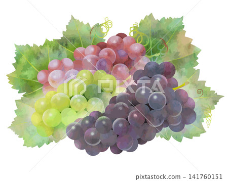 Watercolor-style vector of three types of grapes with leaves Watercolor-style vector of three types of grapes with leaves 141760151