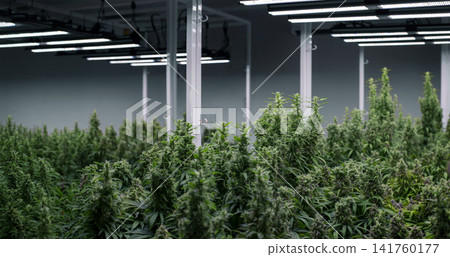 rows of mature cannabis plants in full flower, cultivated indoors under a sophisticated system of LED grow lights in a large, clean grow facility. rows of mature cannabis plants in full flower, cultivated indoors under a sophisticated system of LED grow lights in a large, clean grow facility. 141760177
