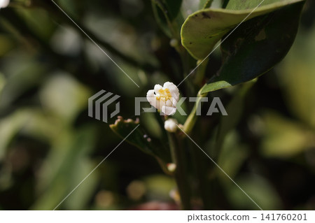 Kumquat flowers Kumquat flowers 141760201