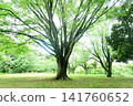 公園的綠色 141760652