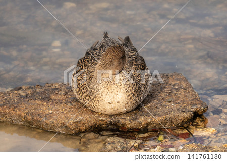 A female duck sleeps with her face buried in her wings on a rock by the water's edge. A female duck sleeps with her face buried in her wings on a rock by the water's edge. 141761180