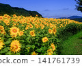 A sunflower field that shines in the blue sky 141761739