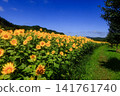 A sunflower field that shines in the blue sky 141761740