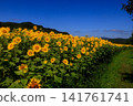 A sunflower field that shines in the blue sky 141761741
