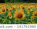 Sunflower field in full bloom 141761980