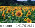 Sunflower field in full bloom 141761981