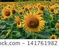 Sunflower field in full bloom 141761982