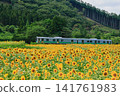 Sunflower field in full bloom 141761983