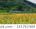 Sunflower field in full bloom 141761984