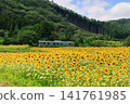 Sunflower field in full bloom 141761985