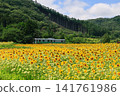 Sunflower field in full bloom 141761986