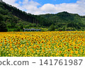 Sunflower field in full bloom 141761987