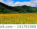 Sunflower field in full bloom 141761988