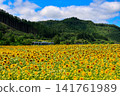 Sunflower field in full bloom 141761989